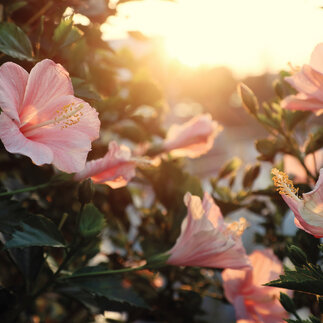Ibištek sýrsky – nádherný kvitnúci okrasný krík, ktorý oživí vašu záhradu aj na jeseň