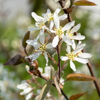Muchovník – nenápadný krík, ktorý na jar zažiari