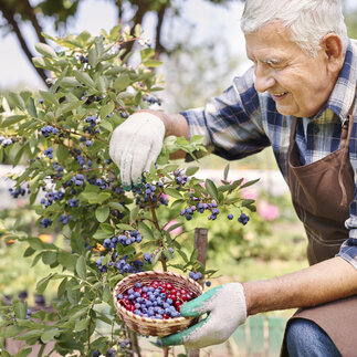 Objavte silu arónie – ovocnej dreviny, ktorá prináša do vašej záhrady nielen krásu, ale aj zdravie