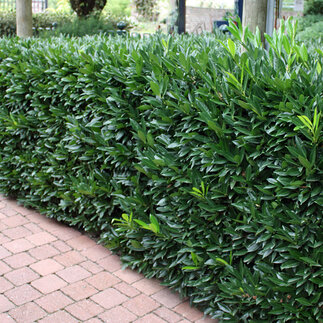 Vavrínovec – neopadavý živý plot pre modernú a luxusnú záhradu