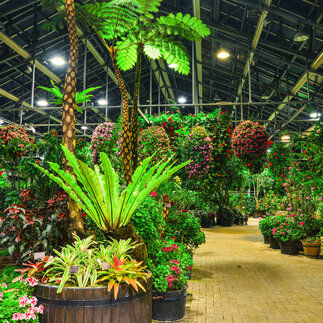 Výpredaj skladu rastlín sa blíži ku koncu – posledná šanca ušetriť až 30 %