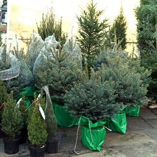 Živé vianočné stromčeky – rezané aj v kvetináči, predpredaj spustený!